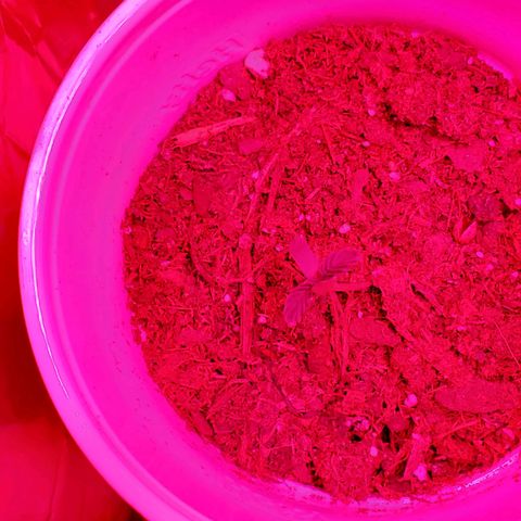Unknown strain growlog photo: Day 12