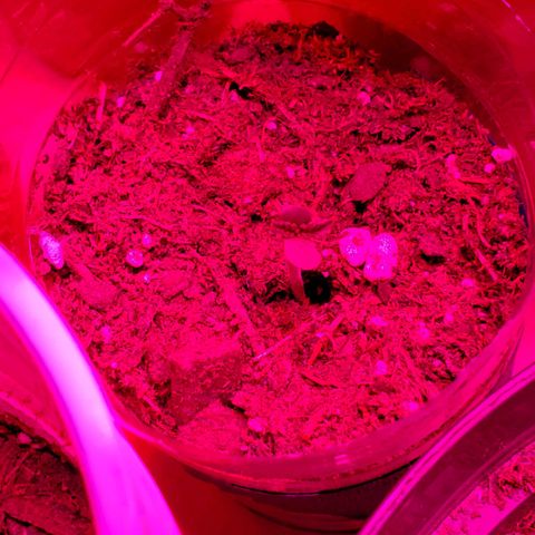 Unknown strain growlog photo: Day 12