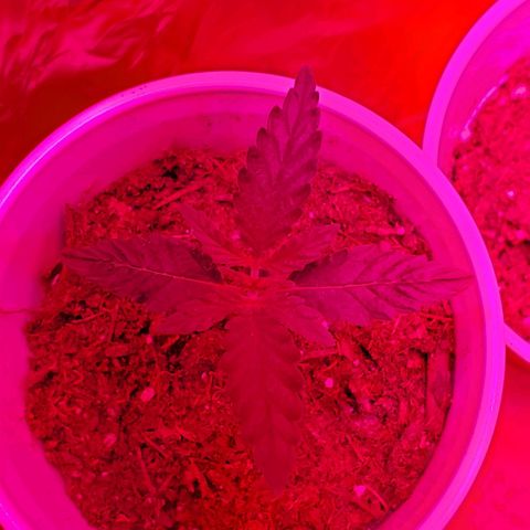 Unknown strain growlog photo: Day 12