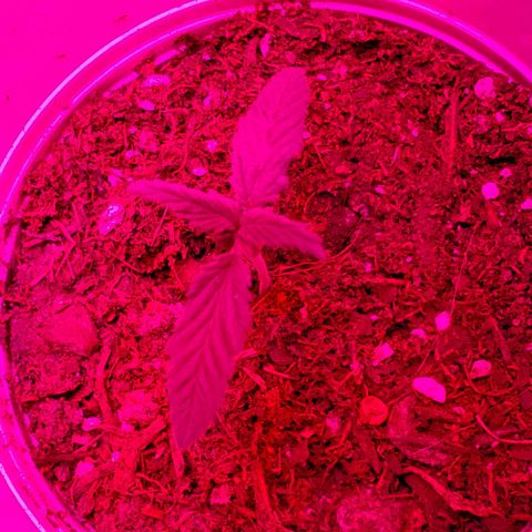 Unknown strain growlog photo: Day 12