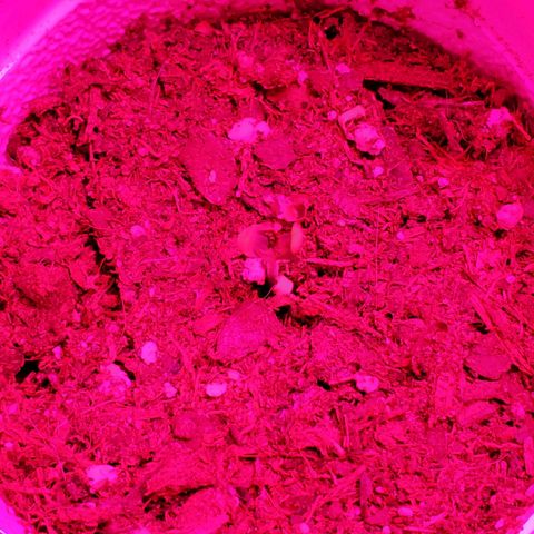 Unknown strain growlog photo: Day 12