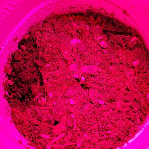 Unknown strain growlog photo: All new batch still doing good.  Coming up on feeding more nutrients.  Have more seedlings that were just planted