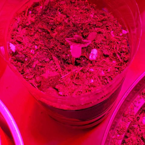 Unknown strain growlog photo: All new batch still doing good.  Coming up on feeding more nutrients.  Have more seedlings that were just planted