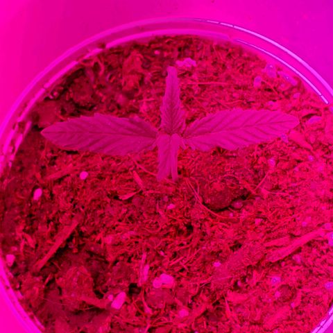 Unknown strain growlog photo: All new batch still doing good.  Coming up on feeding more nutrients.  Have more seedlings that were just planted