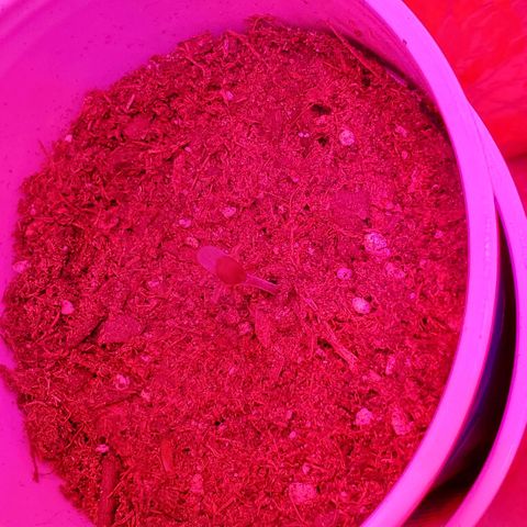 Unknown strain growlog photo: All new batch still doing good.  Coming up on feeding more nutrients.  Have more seedlings that were just plantedq