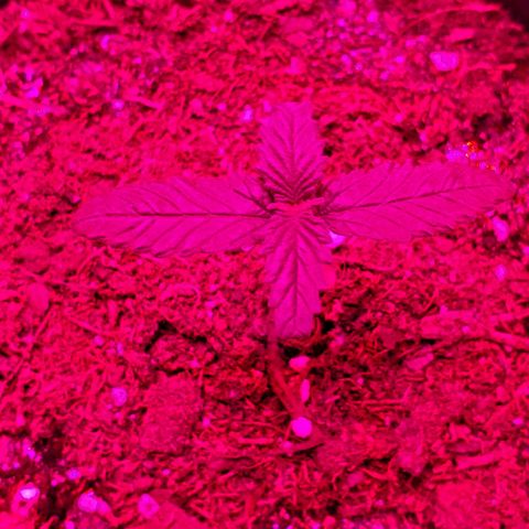 Unknown strain growlog photo: All new batch still doing good.  Coming up on feeding more nutrients.  Have more seedlings that were just planted