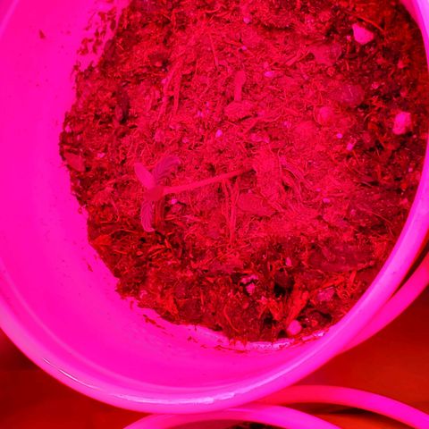 Unknown strain growlog photo: All new batch still doing good.  Coming up on feeding more nutrients.  Have more seedlings that were just planted
