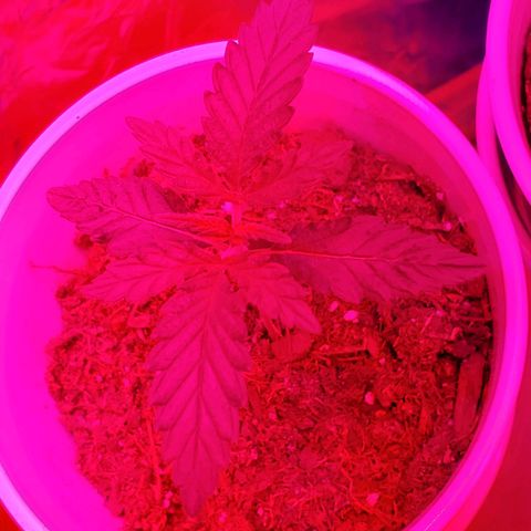 Unknown strain growlog photo: All new batch still doing good.  Coming up on feeding more nutrients.  Have more seedlings that were just plantedq