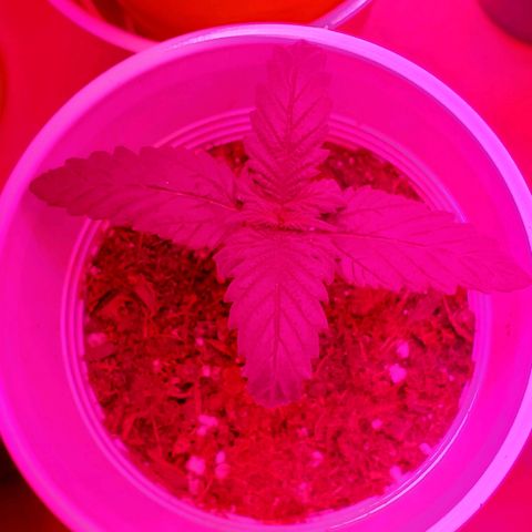 Unknown strain growlog photo: All new batch still doing good.  Coming up on feeding more nutrients.  Have more seedlings that were just planted