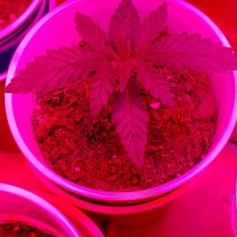 Unknown strain growlog photo: A few with some Nute burn.  New leaves looking good and newer leaves are showing very light green.  Again,  nutrients getting bought today