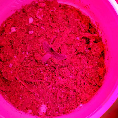 Unknown strain growlog photo: A few with some Nute burn.  New leaves looking good and newer leaves are showing very light green.  Again,  nutrients getting bought today