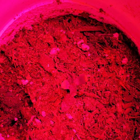 Unknown strain growlog photo: A few with some Nute burn.  New leaves looking good and newer leaves are showing very light green.  Again,  nutrients getting bought today
