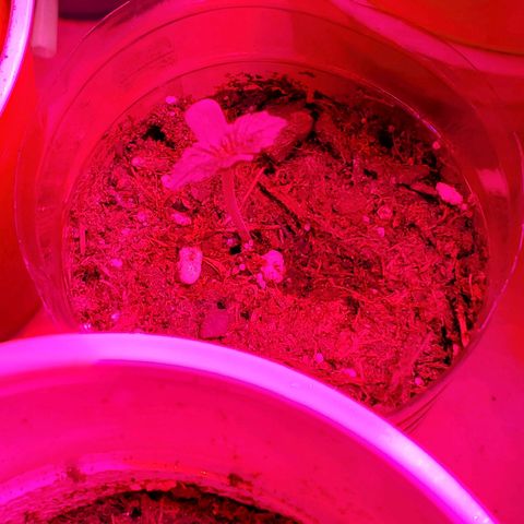 Unknown strain growlog photo: A few with some Nute burn.  New leaves looking good and newer leaves are showing very light green.  Again,  nutrients getting bought today