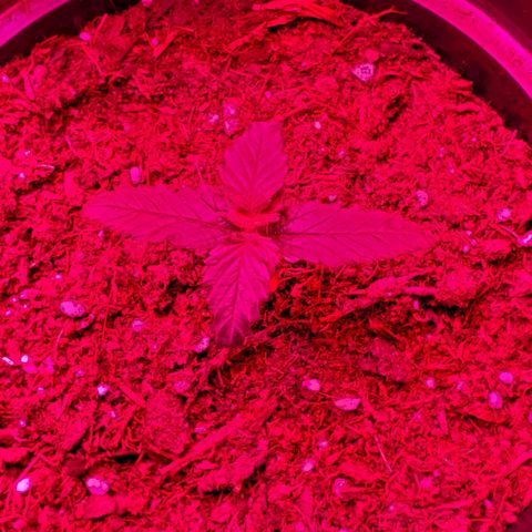 Unknown strain growlog photo: A few with some Nute burn.  New leaves looking good and newer leaves are showing very light green.  Again,  nutrients getting bought today