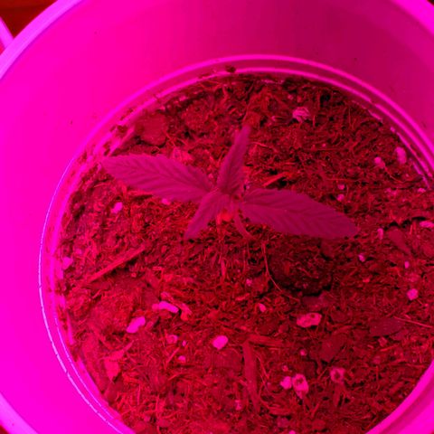 Unknown strain growlog photo: A few with some Nute burn.  New leaves looking good and newer leaves are showing very light green.  Again,  nutrients getting bought today