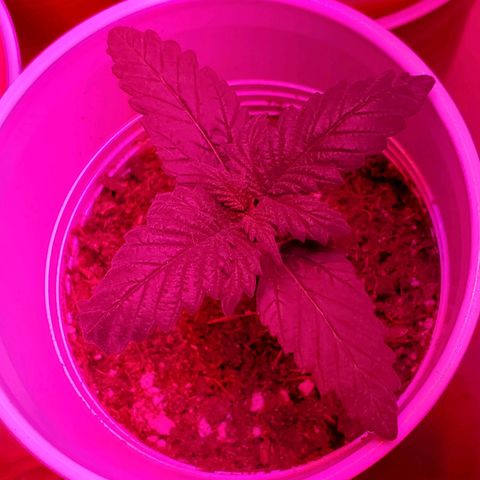 Unknown strain growlog photo: A few with some Nute burn.  New leaves looking good and newer leaves are showing very light green.  Again,  nutrients getting bought today