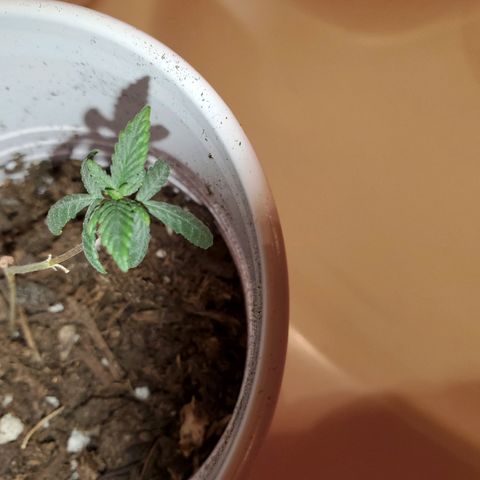 Unknown strain growlog photo: No LED photos.  Some are needing a bit of help,  nutrients.  Nitrogen seems to be lowering.  New leaves aren't as dark
