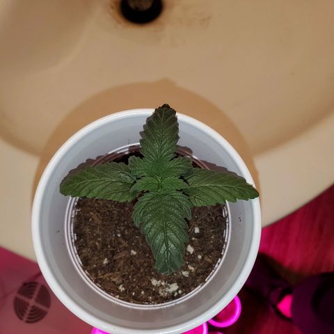 Unknown strain growlog photo: No LED photos.  Some are needing a bit of help,  nutrients.  Nitrogen seems to be lowering.  New leaves aren't as dark