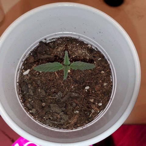 Unknown strain growlog photo: No LED photos.  Some are needing a bit of help,  nutrients.  Nitrogen seems to be lowering.  New leaves aren't as dark
