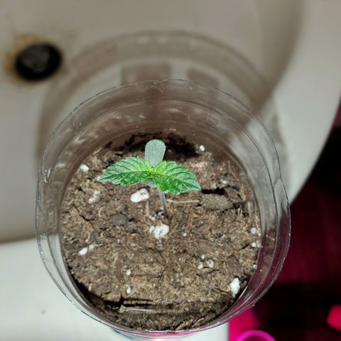 Unknown strain growlog photo: No LED photos.  Some are needing a bit of help,  nutrients.  Nitrogen seems to be lowering.  New leaves aren't as dark