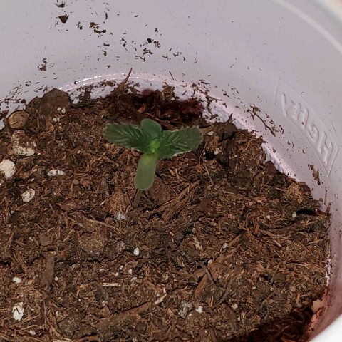 Unknown strain growlog photo: No LED photos.  Some are needing a bit of help,  nutrients.  Nitrogen seems to be lowering.  New leaves aren't as dark