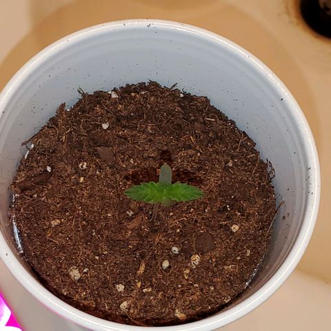 Unknown strain growlog photo: No LED photos.  Some are needing a bit of help,  nutrients.  Nitrogen seems to be lowering.  New leaves aren't as dark
