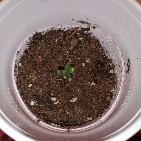 Unknown strain growlog photo: No LED photos.  Some are needing a bit of help,  nutrients.  Nitrogen seems to be lowering.  New leaves aren't as dark