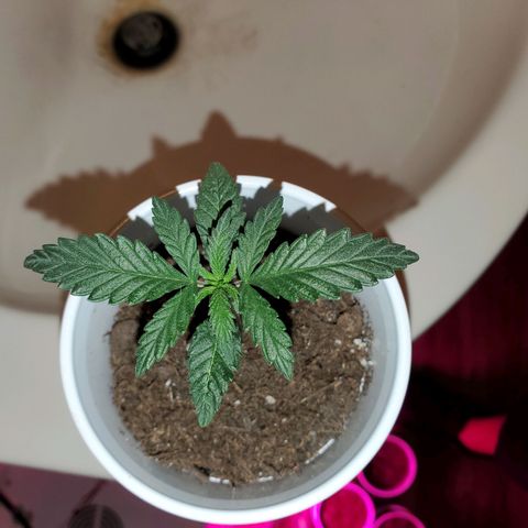 Unknown strain growlog photo: No LED photos.  Some are needing a bit of help,  nutrients.  Nitrogen seems to be lowering.  New leaves aren't as dark