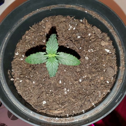 Unknown strain growlog photo: No LED photos.  Some are needing a bit of help,  nutrients.  Nitrogen seems to be lowering.  New leaves aren't as dark