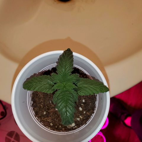 Unknown strain growlog photo: No LED photos.  Some are needing a bit of help,  nutrients.  Nitrogen seems to be lowering.  New leaves aren't as dark
