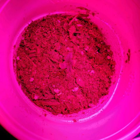 Unknown strain growlog photo: Growing well, a feel showing some underwater signs.  Cups felt really light.  Waited til plants told me they wanted water