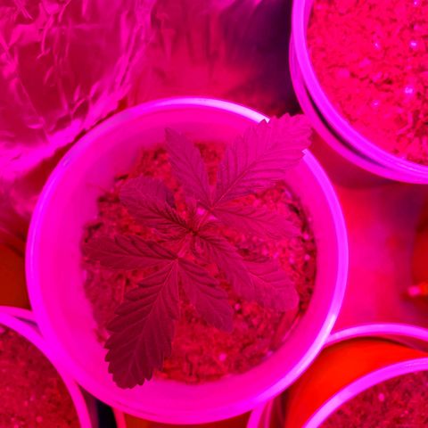 Unknown strain growlog photo: Growing well, a feel showing some underwater signs.  Cups felt really light.  Waited til plants told me they wanted water