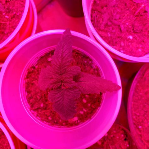 Unknown strain growlog photo: Growing well, a feel showing some underwater signs.  Cups felt really light.  Waited til plants told me they wanted water