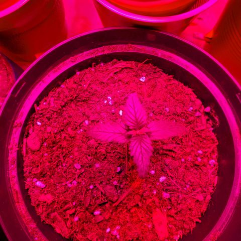 Unknown strain growlog photo: Growing well, a feel showing some underwater signs.  Cups felt really light.  Waited til plants told me they wanted water