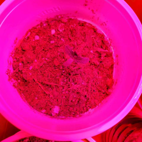 Unknown strain growlog photo: Growing well, a feel showing some underwater signs.  Cups felt really light.  Waited til plants told me they wanted water