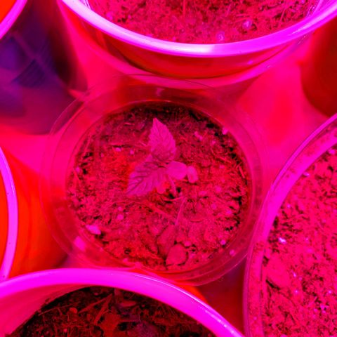 Unknown strain growlog photo: Growing well, a feel showing some underwater signs.  Cups felt really light.  Waited til plants told me they wanted water