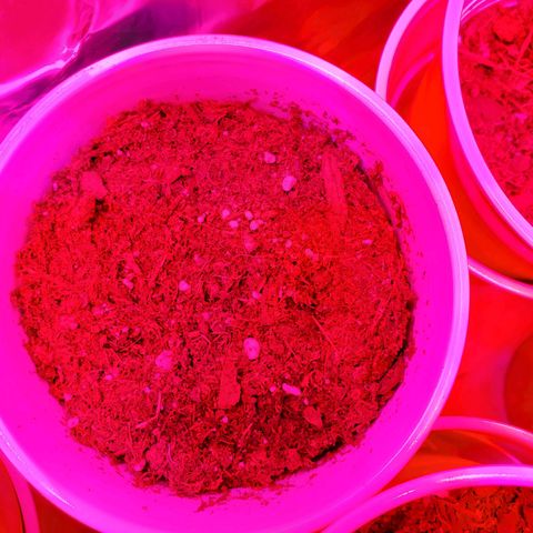Unknown strain growlog photo: Growing well, a feel showing some underwater signs.  Cups felt really light.  Waited til plants told me they wanted water
