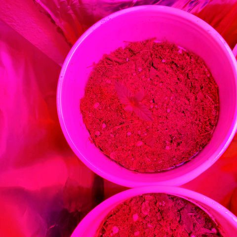 Unknown strain growlog photo: Growing well, a feel showing some underwater signs.  Cups felt really light.  Waited til plants told me they wanted water