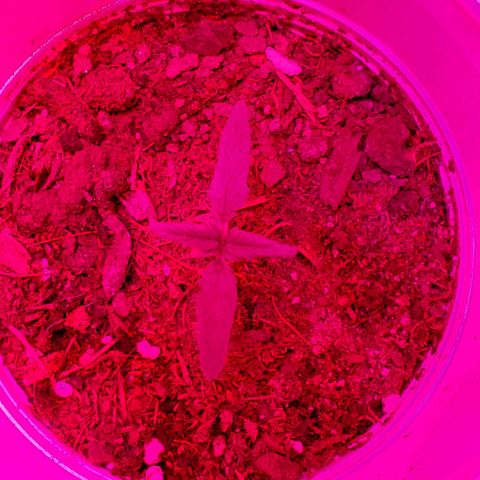 Unknown strain growlog photo: Have a few new comers.  When there is death,  there is new life.  All plants have there DOB marked on their planters