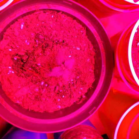 Unknown strain growlog photo: Have a few new comers.  When there is death,  there is new life.  All plants have there DOB marked on their planters