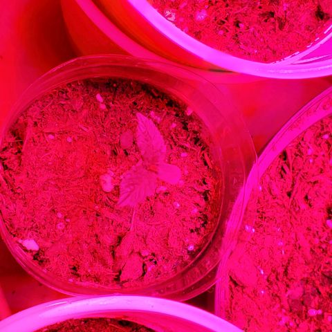 Unknown strain growlog photo: Have a few new comers.  When there is death,  there is new life.  All plants have there DOB marked on their planters