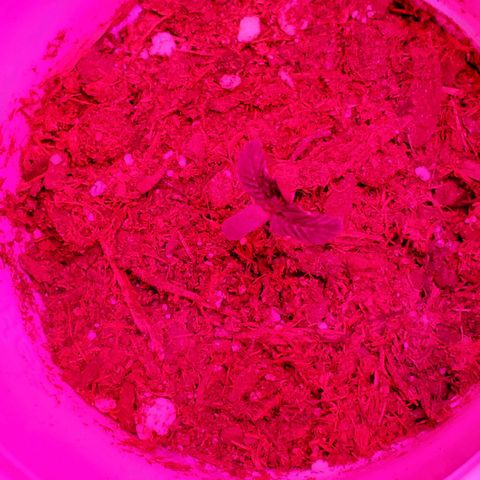 Unknown strain growlog photo: Have a few new comers.  When there is death,  there is new life.  All plants have there DOB marked on their planters