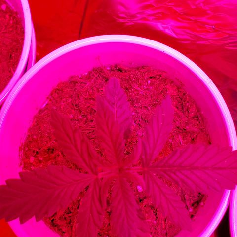 Unknown strain growlog photo: Have a few new comers.  When there is death,  there is new life.  All plants have there DOB marked on their planters