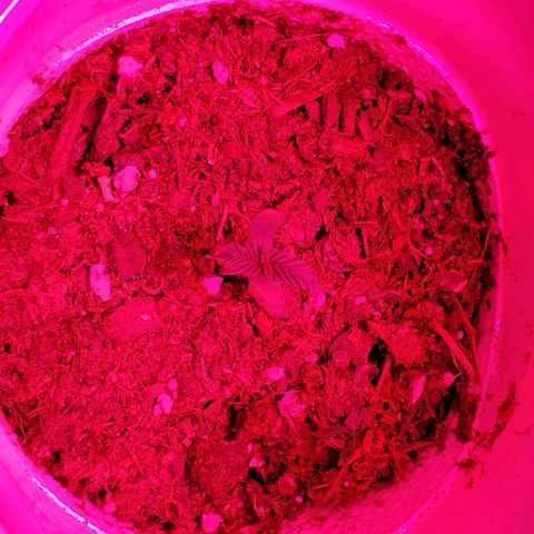 Unknown strain growlog photo: Have a few new comers.  When there is death,  there is new life.  All plants have there DOB marked on their planters