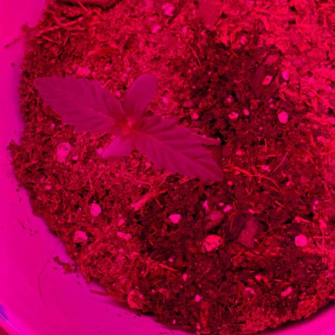 Unknown strain growlog photo: Have a few new comers.  When there is death,  there is new life.  All plants have there DOB marked on their planters