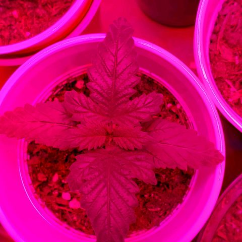 Unknown strain growlog photo: Have a few new comers.  When there is death,  there is new life.  All plants have there DOB marked on their planters