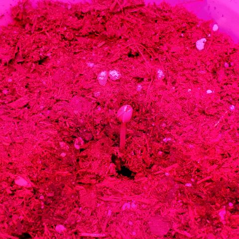 Unknown strain growlog photo: Have a few new comers.  When there is death,  there is new life.  All plants have there DOB marked on their planters
