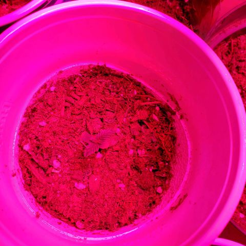 Unknown strain growlog photo: One has a weird tip.  One in Black pot looks like a ball sack, but its too early for these to start showing.  Others are showing great growth.  A bit of overwater from yesterday, but they are drinking it up.  Only placed 10mL or less in main 2 plants