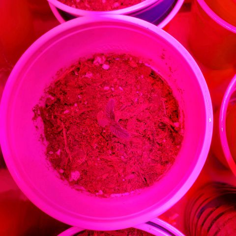 Unknown strain growlog photo: One has a weird tip.  One in Black pot looks like a ball sack, but its too early for these to start showing.  Others are showing great growth.  A bit of overwater from yesterday, but they are drinking it up.  Only placed 10mL or less in main 2 plants