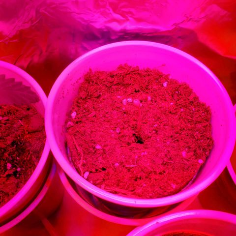 Unknown strain growlog photo: One has a weird tip.  One in Black pot looks like a ball sack, but its too early for these to start showing.  Others are showing great growth.  A bit of overwater from yesterday, but they are drinking it up.  Only placed 10mL or less in main 2 plants